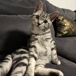 Ron, Monkey und Nylo🐈‍⬛ - @ron_monkey_nylo - Instagram