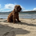 🧡🅁🄾🄽🄽🄸🄴🧡 - @ronniemortimer_theredcockapoo - Instagram