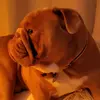 Ronnie_North - @ronnie_north - TikTok