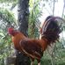 Ron Nunez - Facebook