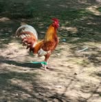 Ronald Odell - Facebook