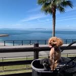 トイプードル🐩Ron＊Pan - @ron_pan_toypoo - Instagram
