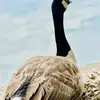 @Ronpatel@ - @ron.patel43 - TikTok