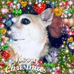 Ron Pfisterer - @ronpfisterer - Instagram