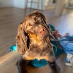 Ronny du Domaine d’Iron - @ronnythepicardyspaniel - Instagram