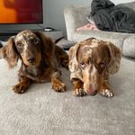 Ron and Ralph🐶 - @daschundrandr_ - Instagram
