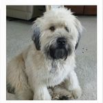Ron Peta Ressler - @ressler_ron - Instagram