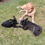 Ron&Rex&Rin - @ron_rex_rin - Instagram