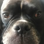 Ron Rigler - @doggilama - Instagram