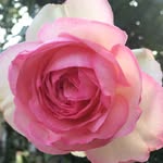 ron - @ron_rosegarden - Instagram