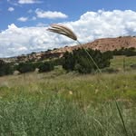 Ron Salazar - @ronsalazar44 - Instagram