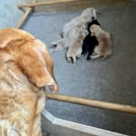 Ron Schulz - @ronschulz6 - Instagram