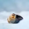 Ron see - @ron.see77 - TikTok