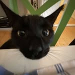 ronsee - @the_norwgian_cat_trio - Instagram