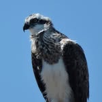 Ron Sterling - @ronksterling - Instagram