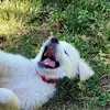 Ron Talbot - @ron.talbot - TikTok