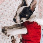 Ron terry 🐶 - @ron.terrier - Instagram