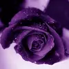 Roni Tharp - @roni.tharp - TikTok