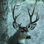 Ron Thorson - @ron_thorson1933 - Instagram