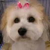 Ron Troyer - @2184849361 - TikTok