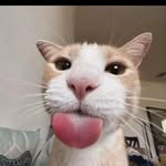 Ron - @ron.vegabiestro - Instagram
