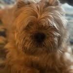 Ron Wainio - @ronwainio - Instagram