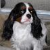 Ron Warfel - Facebook