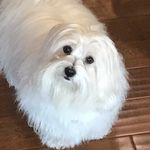 Ron Warfel - @warfelron - Instagram