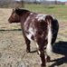Ron Welling - Facebook