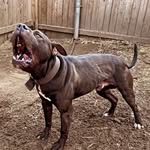 Ron_will_merck_your_kennels🩸🩸 - @ron_kennels - Instagram