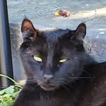 Ron Wing - @wingnut1965 - Instagram