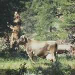 rona johnson - @handtomouthfarm - Instagram