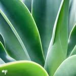 Ronald Alcorn - @ayuninkoma - Instagram