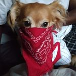 Ronald Amos Jr. - @boxbuck69 - Instagram