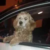 Ronald Aragón Huarca - @userbwwbfecdtg - TikTok