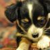 Ron Boulanger - Facebook