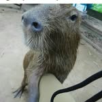 Ron The Capybara - @burrowronald - Instagram