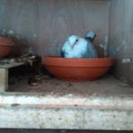 Ronald Burrows - Facebook