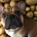 Ronald J Bustos - @shadow_el_frenchie - Instagram