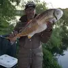 buzzard Ronald Allen - @buzzard.ronald.al - TikTok