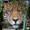 ronaldcalderonqui3 - @ronaldcalderonqui3 - TikTok