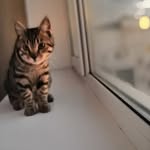 Cat Ronya Ronaldo - @catronyaronaldo - Instagram