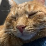 Cat Ronald - @_ronald_catt_ - Instagram