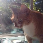 Ronald Cat Taylor - @ronaldcattttt - Instagram
