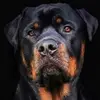 Ronald Christopher Cinnamon - @ronald.christophe77 - TikTok