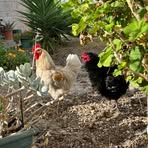 Ronald Rodney Cocks - Facebook