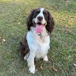 Ronald Baxter Correll - @baxterthepuppydawg - Instagram