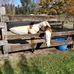 Ronald Cottrell - Facebook
