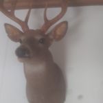 Ronald Crites - @newtcrites - Instagram