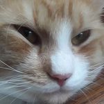 Ronald Dailey - @ronald_loves_animals - Instagram
